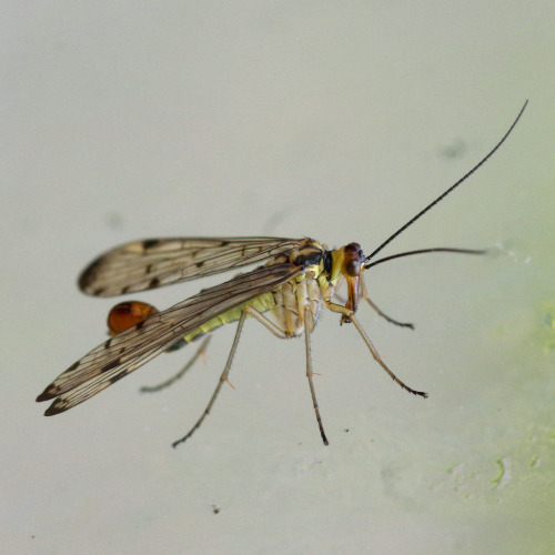 A scorpion fly Panorpa cognata at my window.