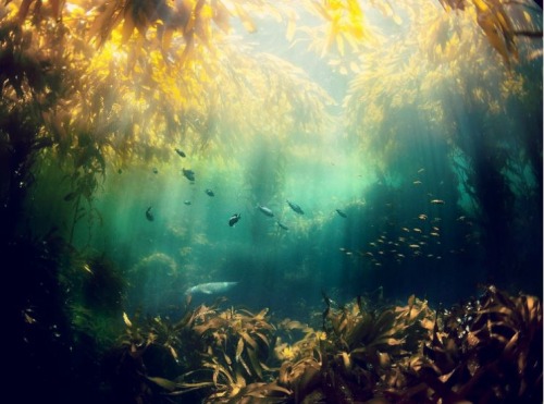 megarah-moon:Deep Sea Mermaid AestheticImage Sources ( ♡ ♡ ♡ ♡ ♡ ♡ ♡ ♡ ♡ ♡ )