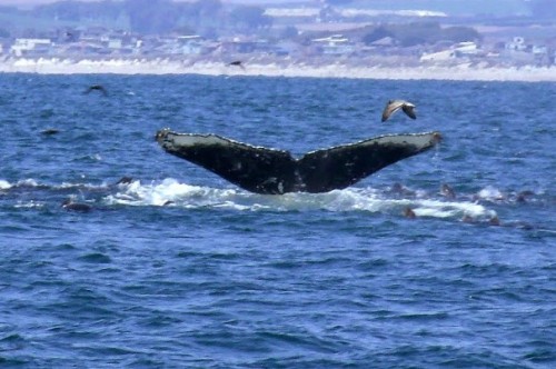 fuckyeahphysica:Whale FlukeprintSince you guys seemed to enjoy the post on vortices and birds. Here 