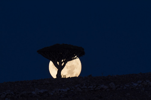 unrar:    A full moon silhouettes a dragon’s blood tree on the Diksam Plateau,