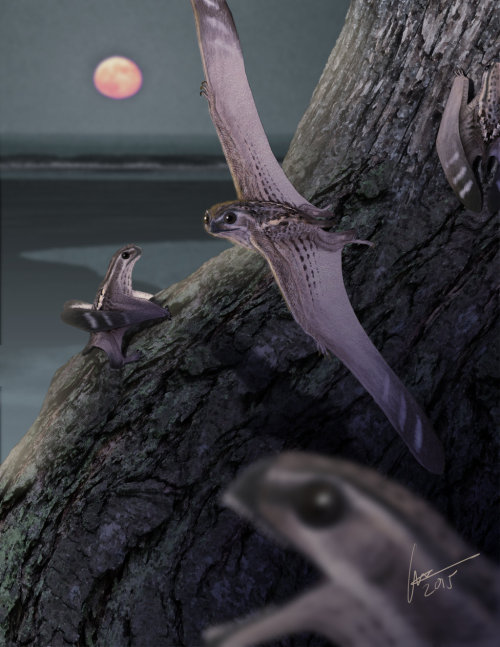 pterosauria:Anurognathus ammoni by Kana-hebiAnurognathus is a genus of small pterosaur that lived du
