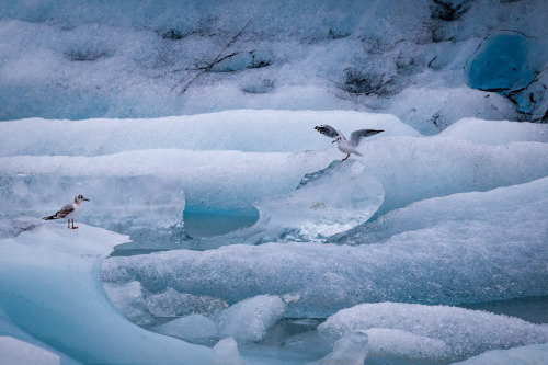 Jökulsárlón glacier lagoon