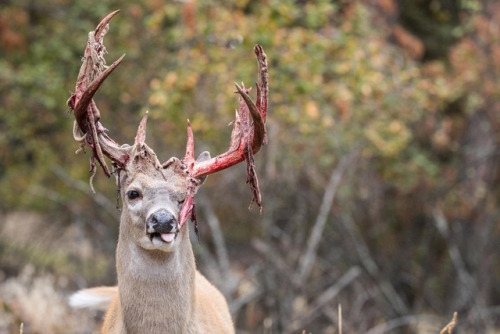 end0skeletal-undead:In male whitetail deer, antlers begin to grow in late spring, covered with a hig