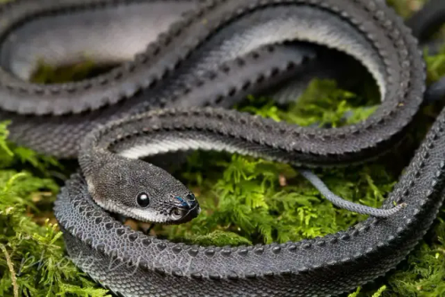 There Is Of Course The "dragon Snake"....