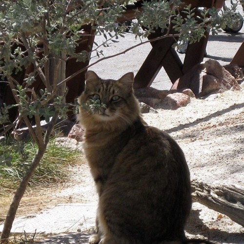 Look at this beautiful cat, Jeptha, hanging around in Frontierland. (x)