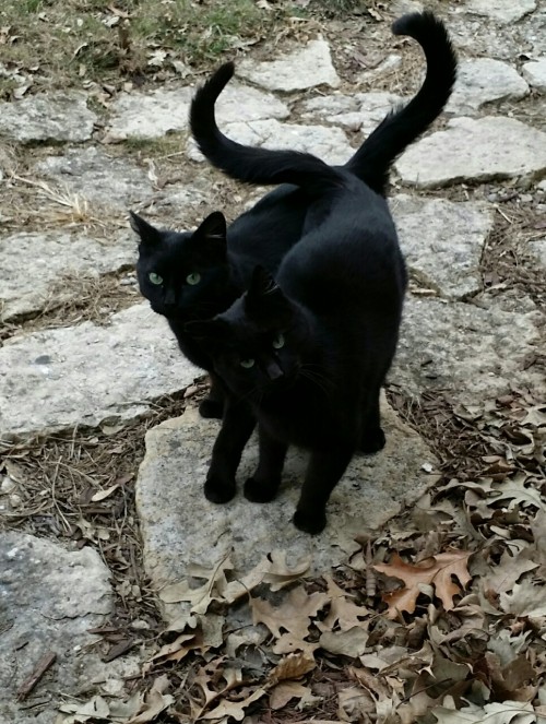 thingsididntknowwereerotic: These cats are about to recite a series of couplets about my life choice