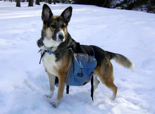 Random photo of my dog, Wicket, from a winter hike in 2010.