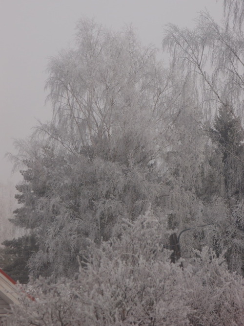 Winter branches