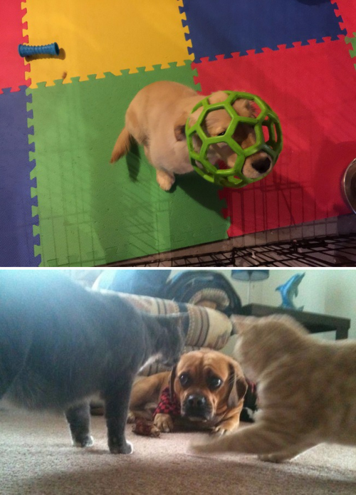 tastefullyoffensive:Dogs Who’ve Just Made Poor Life Choices (photos via distractify)Previously: Cats