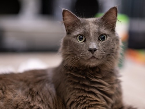 shenannygans:shelterpetproject:HOW CAN YOU NOT KEEP MR. KITTY AND DUSTY GREY TOGETHER? These five-ye
