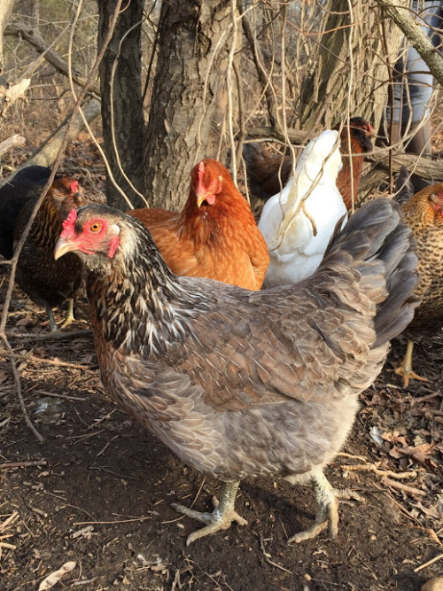 Fresh eggs in rainbow hues from these beautiful babies