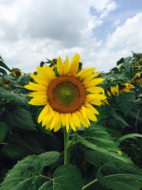 whatsoeverthing:Sunflower field today