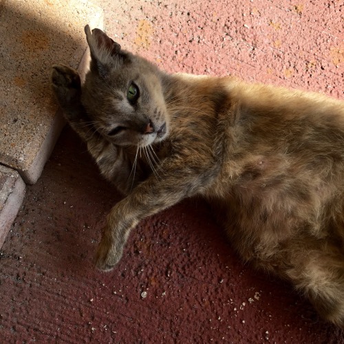 Her name is Catloaf. She is an aspiring model.(submitted by @hijabada-kedavra)