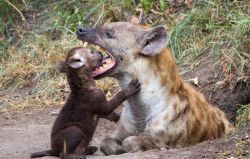 bmck359:  Hyenas have the strongest jaws in the animal kingdom,