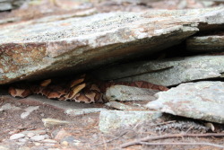 the-long-dog:  hudsonherper: This Timber Rattlesnake (Crotalus horridus) slithered away to reveal these four (theres a hidden fifth) Eastern Copperheads (Agkistrodon contortrix). Hudson Valley NY USA Hangin with the boys 