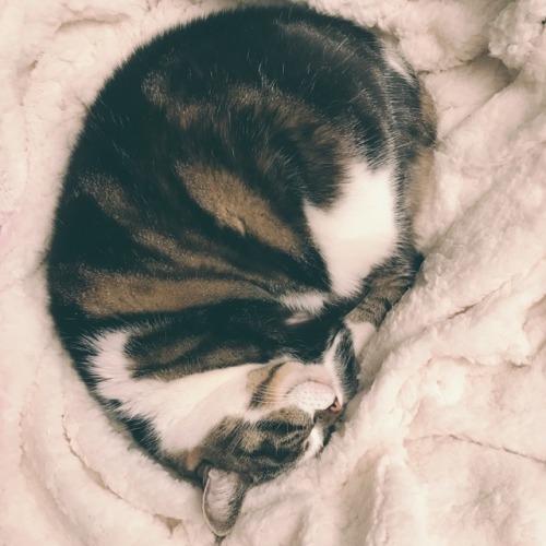 alchimilla:FluffyLife, now. Winter EditionMiu*