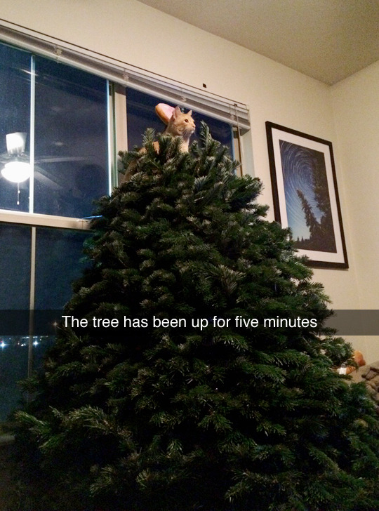 itsstuckyinmyhead:  The Cats of Tumblr 