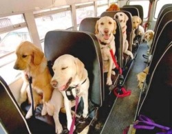 selenerpatrol:  my destination is wherever this bus is going 