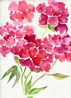 havekat: June Peaches Watercolor on Paper