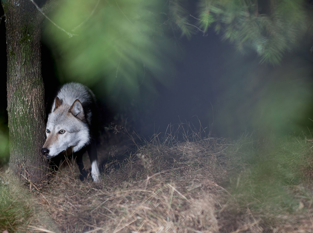 nevver:  Hungry like the Wolf, Annie Marie Musselman