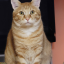carrotkitten