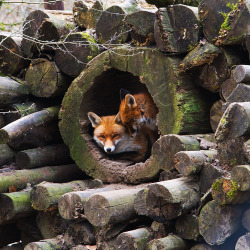 imafoxontherun:  its comfortable by your