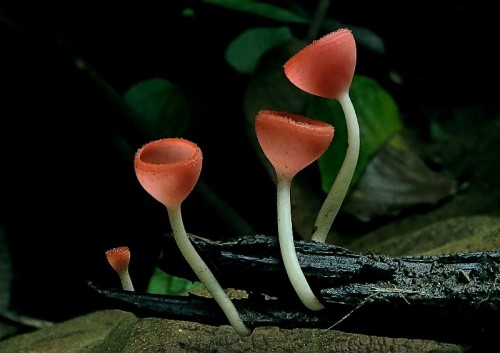 libutron:Fungi #7 (Cookeina sulcipes) by jitti coowanitwong Found in Khao Yai National Park, Prachin