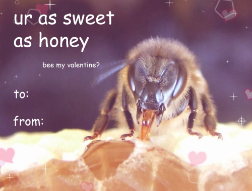 sushidragon: here are some bee valentine cards, bc i was tired of just seeing only “Bee M