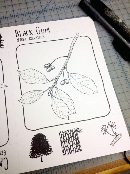 I’m writing a zine on plant identification for grad school!I thought this was a super clever way of 