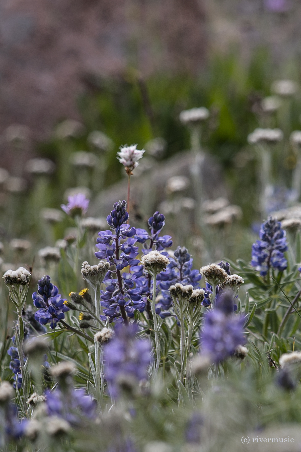 riverwindphotography: When the Mountains smile: Wildflowers in a high alpine meadow,