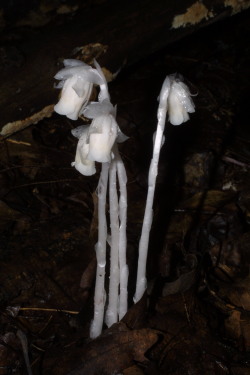 likeafieldmouse:  Monotropa Uniflora &ldquo;Also known as the ghost plant, Indian pipe, or corpse plant.  Unlike most plants, it is white and does not contain chlorophyll. Instead of generating energy from sunlight, it is parasitic, more specifically