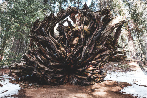 pkatkins:Sequoia National Park porn pictures
