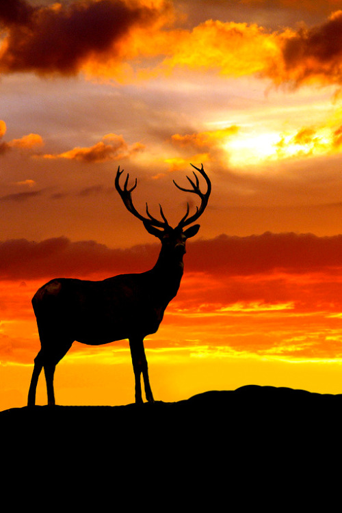 imalikshake:  imalikshake: King of the hill by Dudley Thorburn     