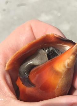 archiemcphee:  Today we learned that conches,