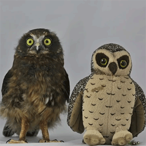 huffingtonpost:This one week old baby owl is doing a dance and it’s a hoot. So watch the full video 