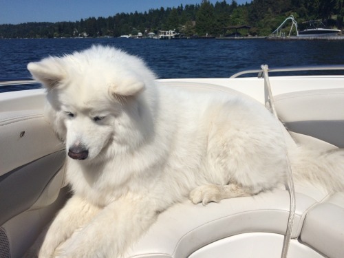 skookumthesamoyed: Skookum the Sailor Samoyed!