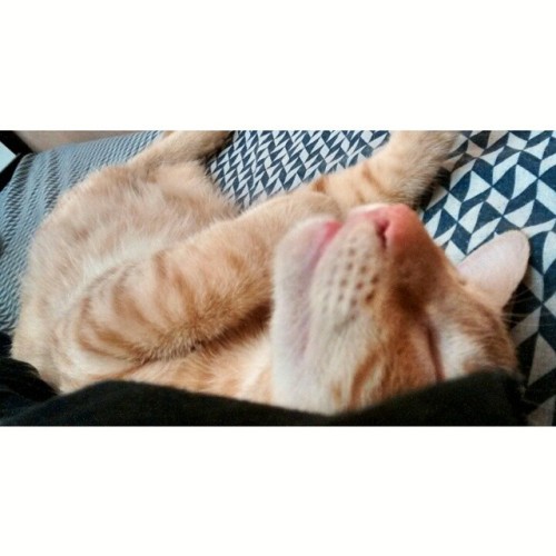 Porn photo imstraighttodeath:  #cat #instacat #PhotoGrid