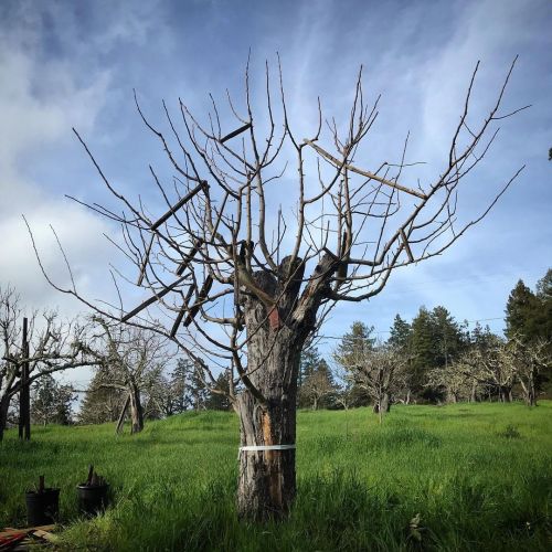 #WicksonCrabapple on Golden Delicious #topwork tree.⁣ ⁣ #grafting #crabapples #wicksoncrab #californ