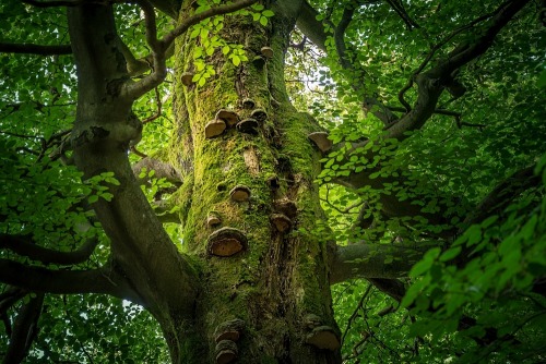 spiritofthewoodlands:old beech tree by EmmmBeee