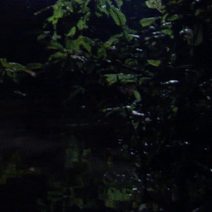 🌲🌌Nighttime Forest Stimboard🌌🌲