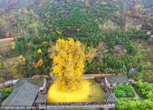 fuckyeahchinesefashion:Old ginkgo tree in 古观音禅寺Gu Guanyin Temple, Zhongnan Mountains, Xi’an. The tem