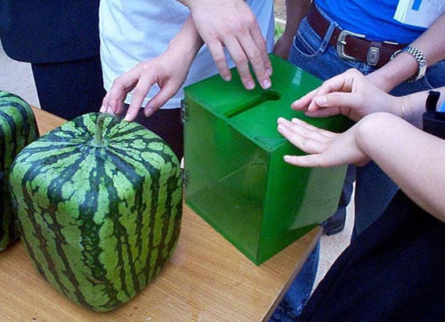 The Square Melons of Japan.The square-shaped fruits are grown in boxes, which force the watermelon’s