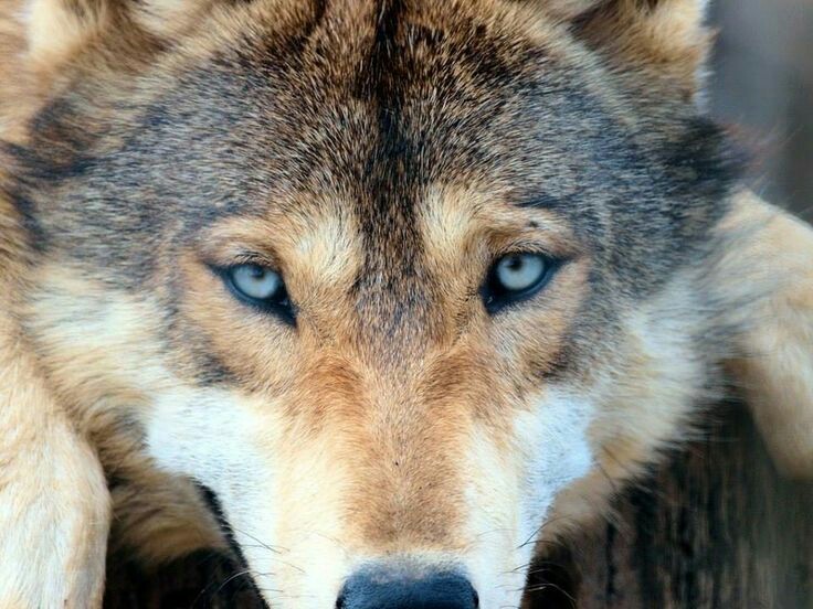 the-smiling-wolf:  😊🐺💖