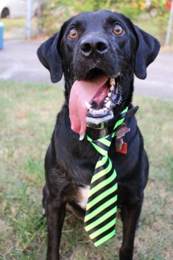 handsomedogs:  Milo makes the goofiest ‘catch’ faces.