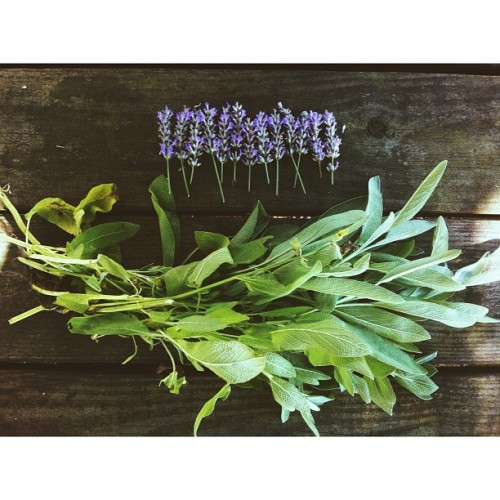 Harvesting #lavender #sage