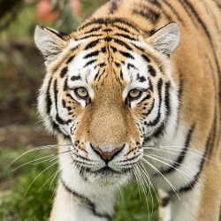 Bendhur    llbwwb:  (via 500px / Tiger Series