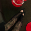 blackswan-07