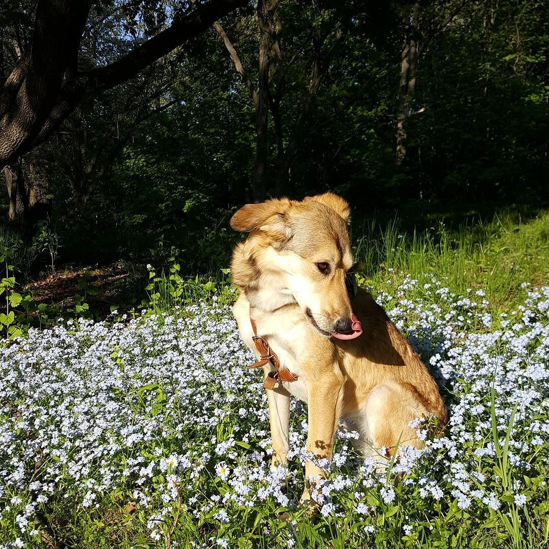 There is no doubt, that having a dog brings many upsides to my life. I mean, how