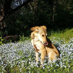 There is no doubt, that having a dog brings many upsides to my life. I mean, how can I NOT live happily waking up to a smiley face and wagging tail? Little Stella-Boo. My delicate flower. Always reminding me to slow down, take a deep breath, enjoy the