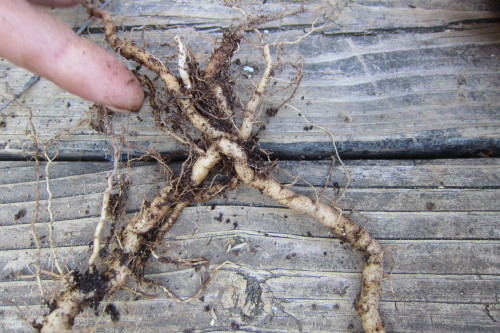 May 2015 - Dodging the Campsis radicans bulletCrisis narrowly averted! Everyone will tell you that C